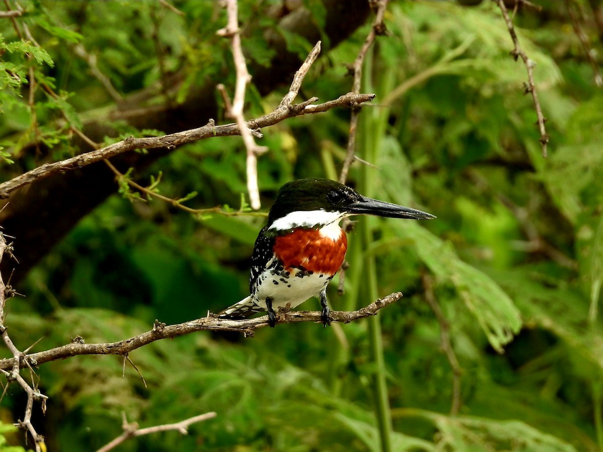 Green Kingfisher - ML642011156