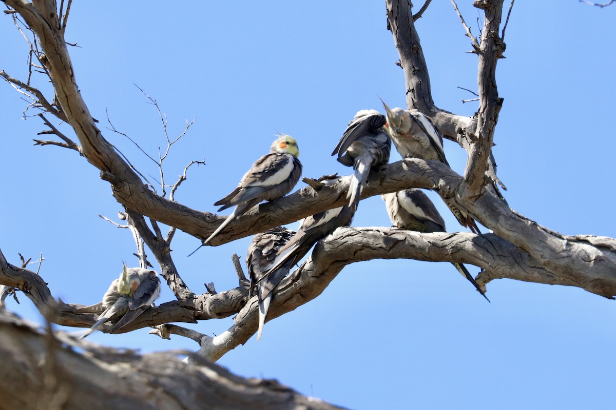Cockatiel - ML642011159