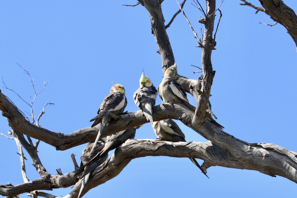 Cockatiel - ML642011160
