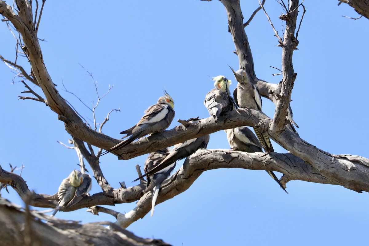 Cockatiel - ML642011161