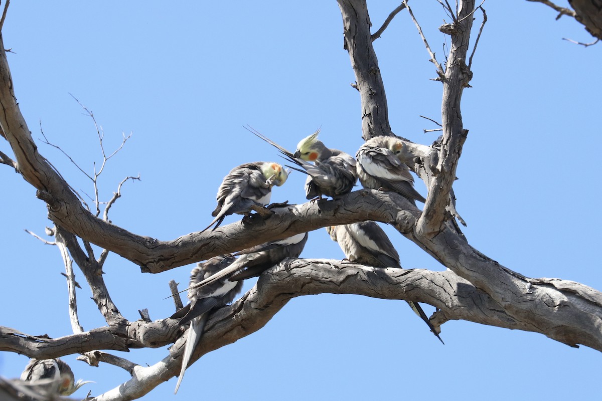 Cockatiel - ML642011162