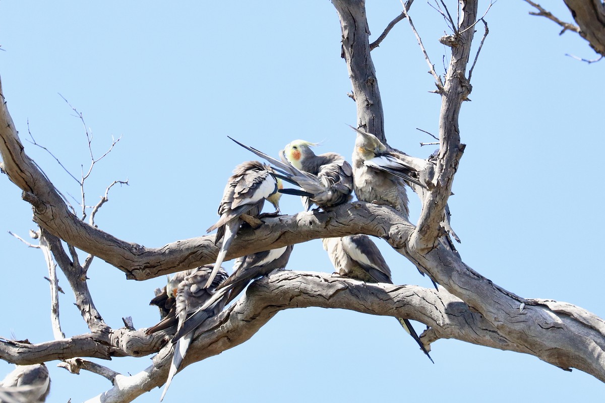 Cockatiel - ML642011164