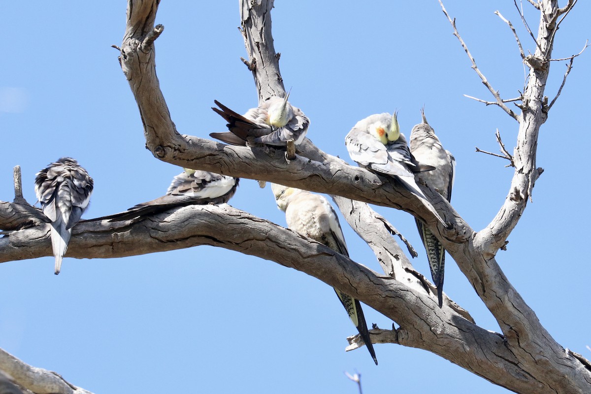 Cockatiel - ML642011166