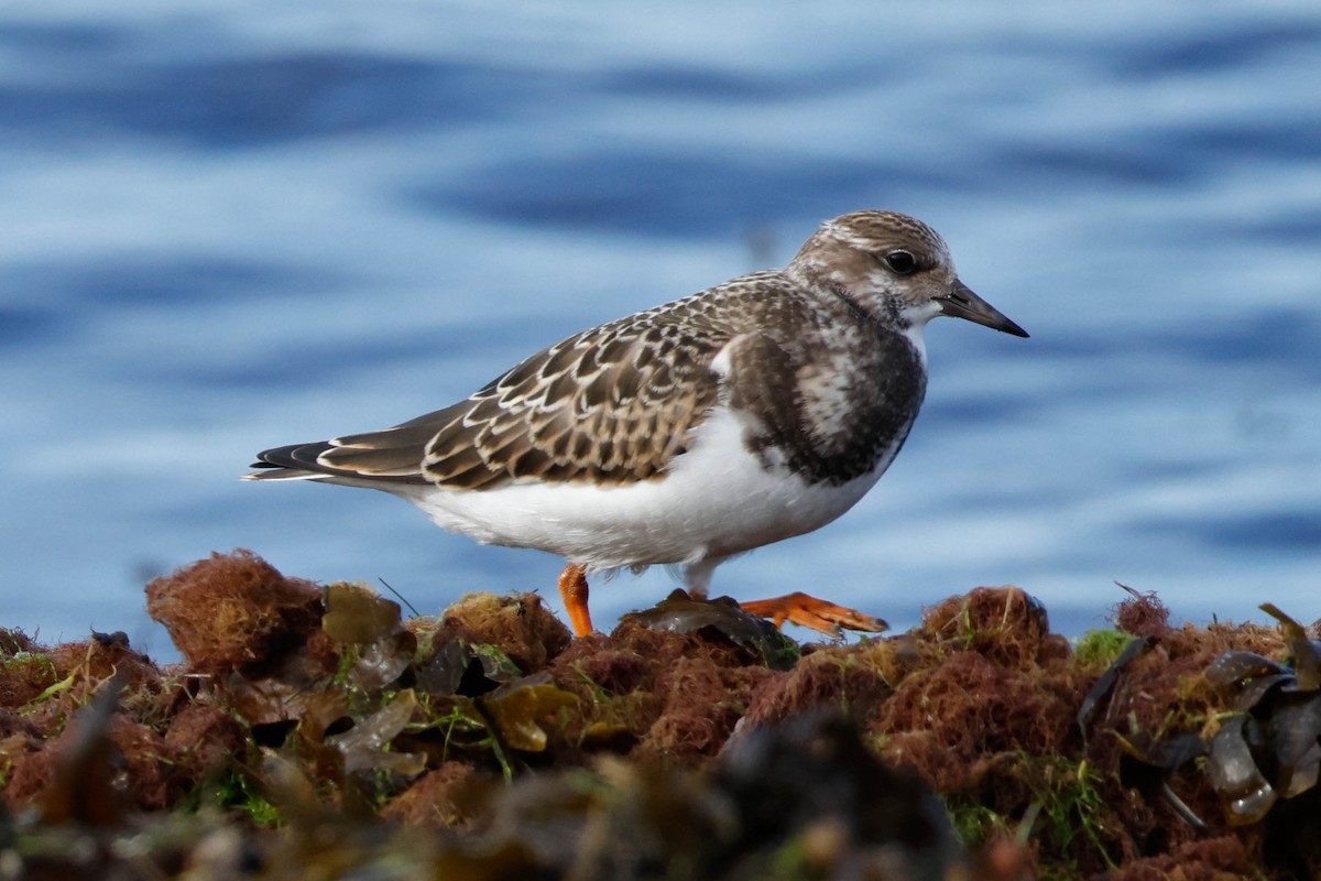 Ruddy Turnstone - ML642011168