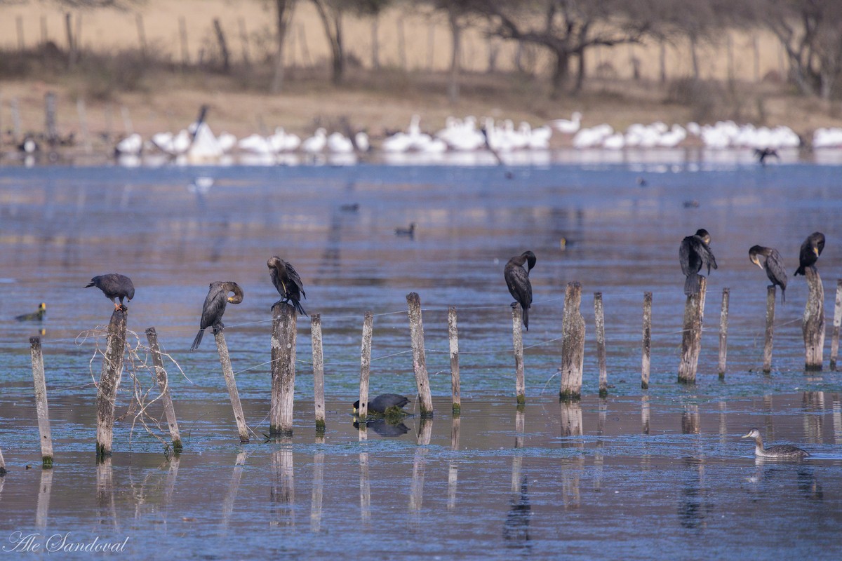 Neotropic Cormorant - ML642011169