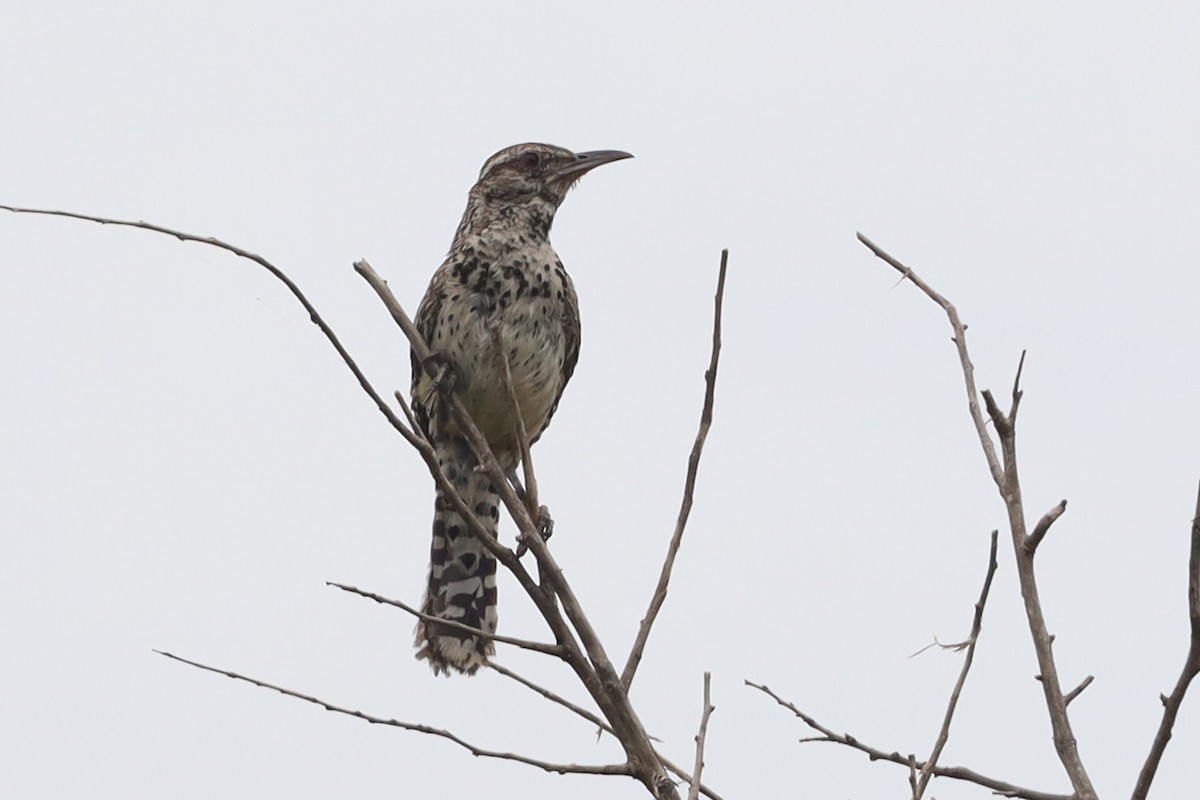 Cactus Wren - ML642011176