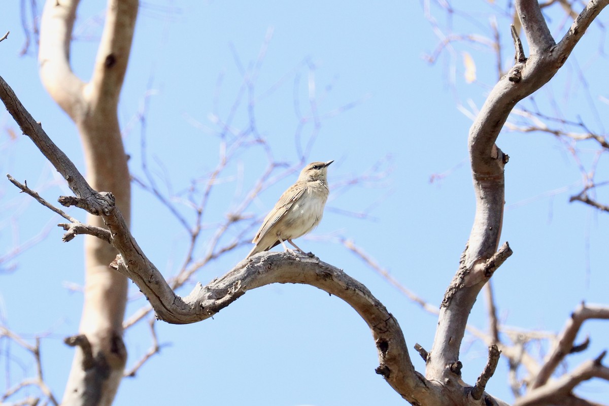 Rufous Songlark - ML642011182