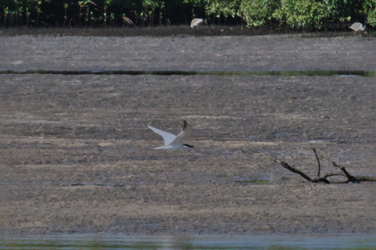 Australian Tern - ML642011198