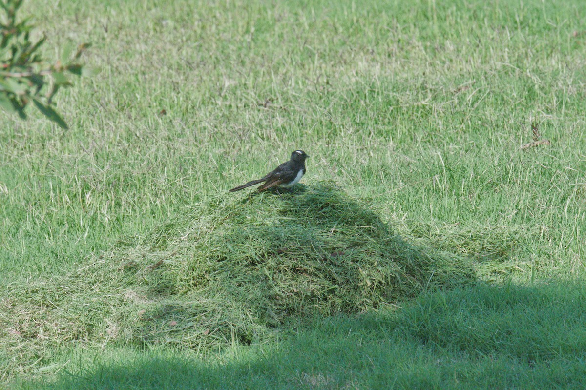 Willie-wagtail - ML642011203