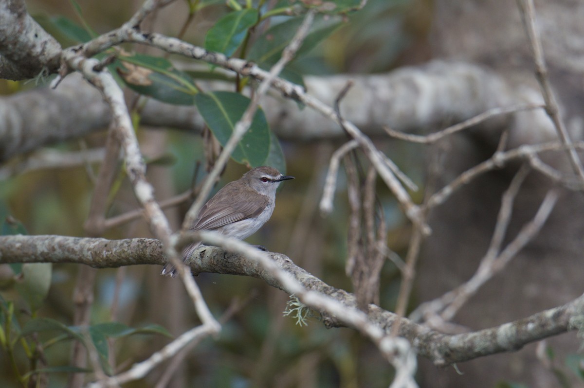 Mangrove Gerygone - ML642011215