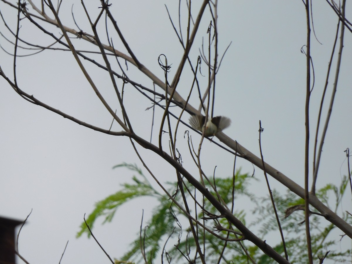 Common Tailorbird - ML642011217