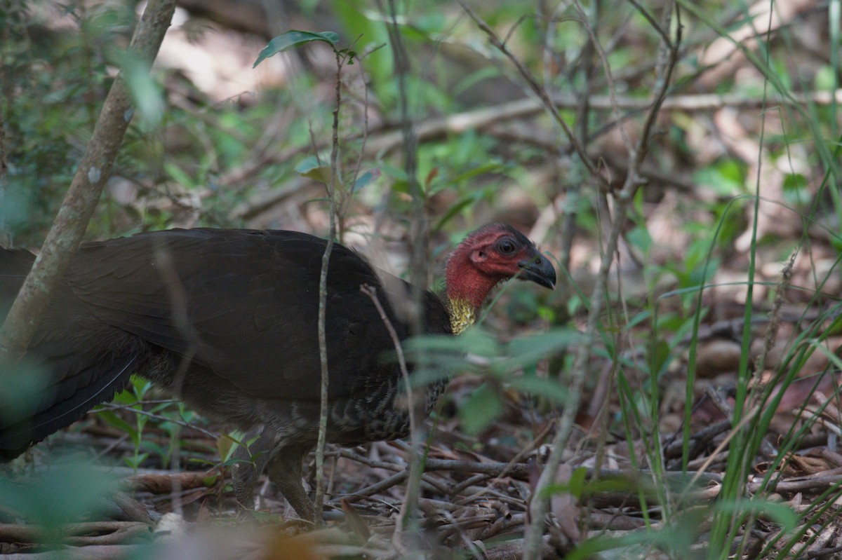 Australian Brushturkey - ML642011219