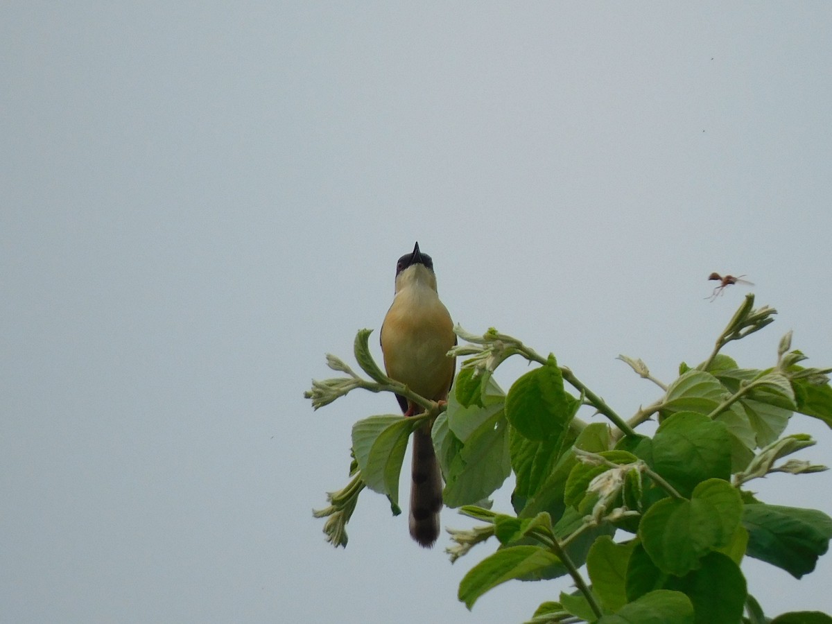Ashy Prinia - ML642011220