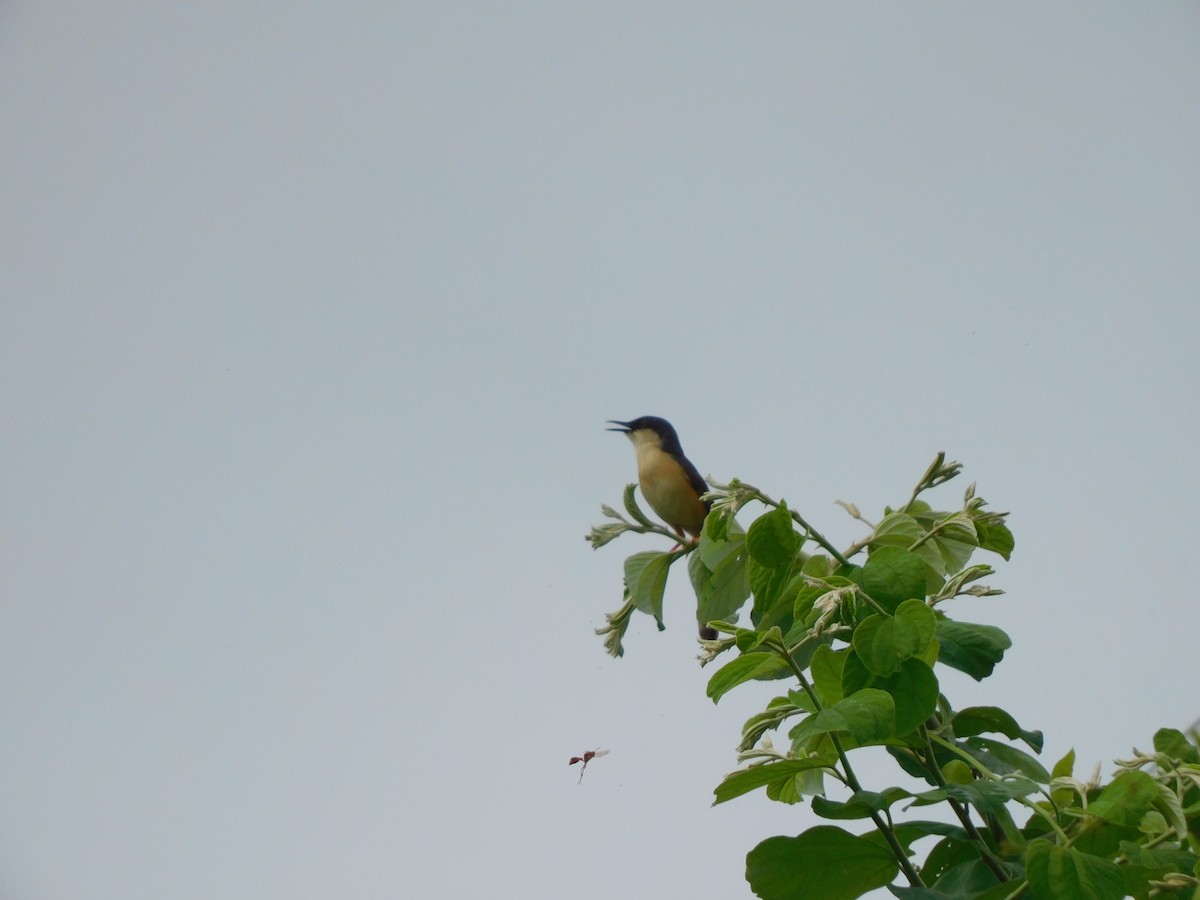 Ashy Prinia - ML642011221