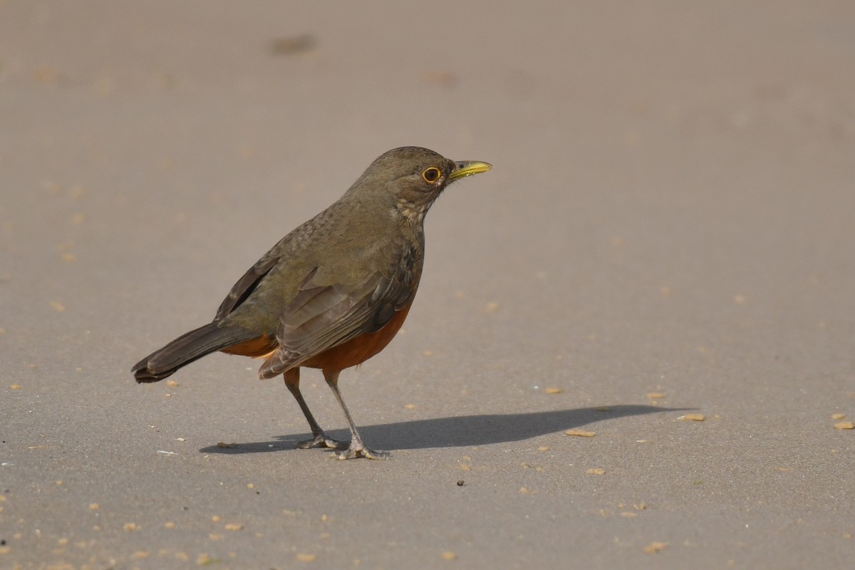 Rufous-bellied Thrush - ML642011222