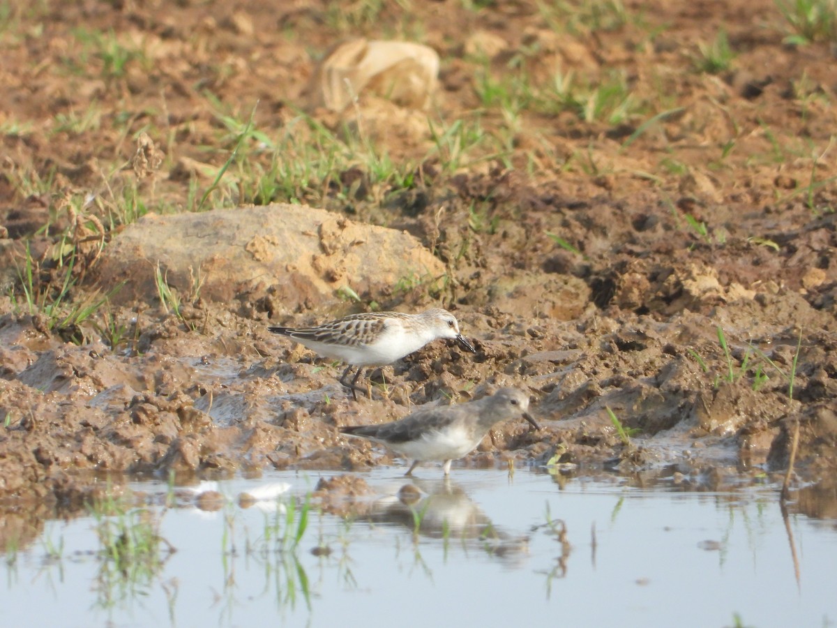 Temminck's Stint - ML642011224