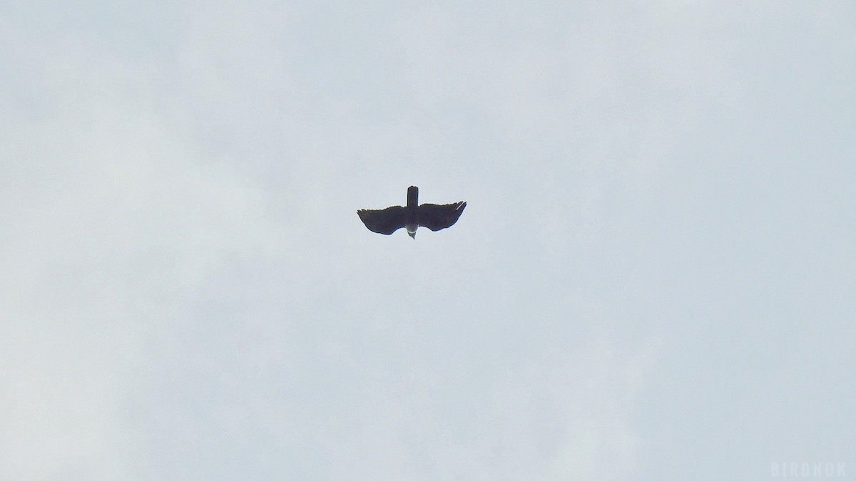 Rufous-bellied Eagle - ML642011226