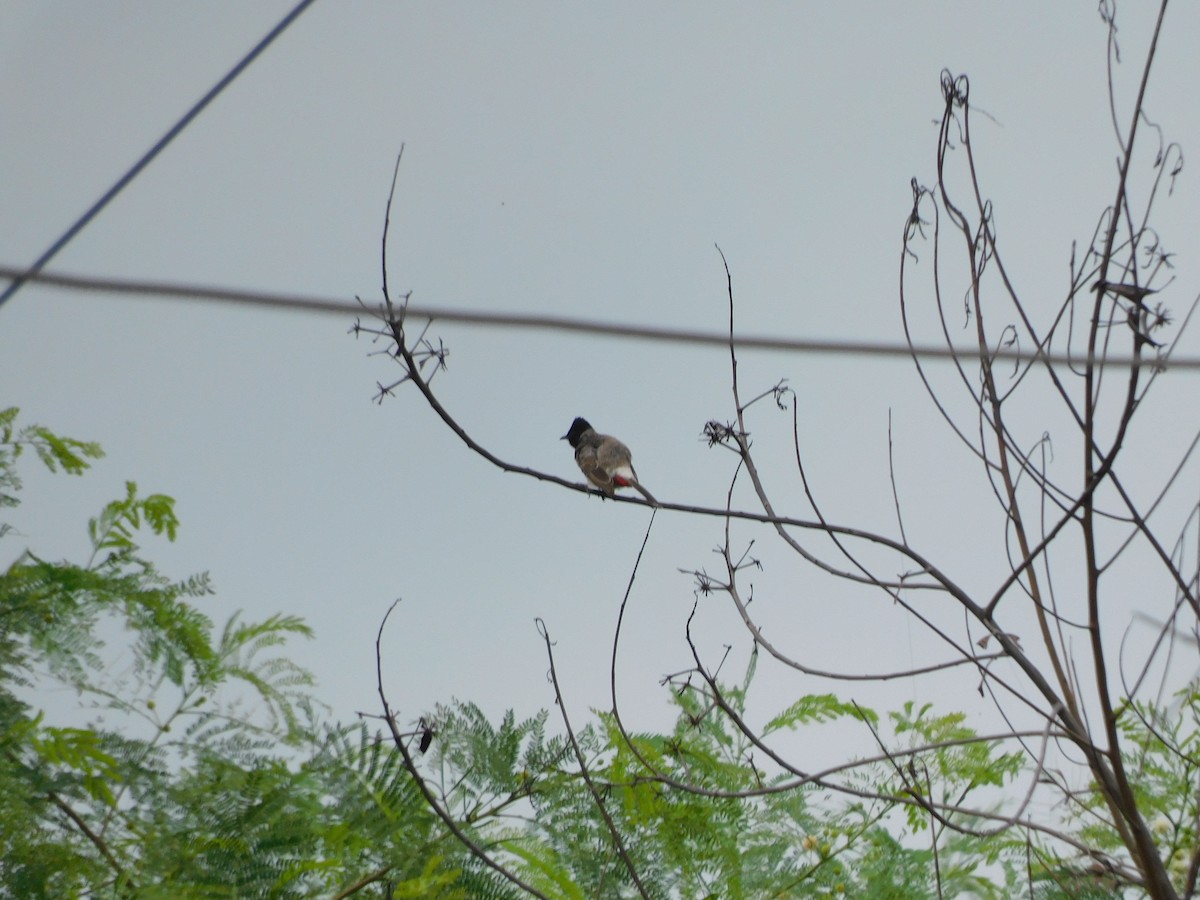 Red-vented Bulbul - ML642011227