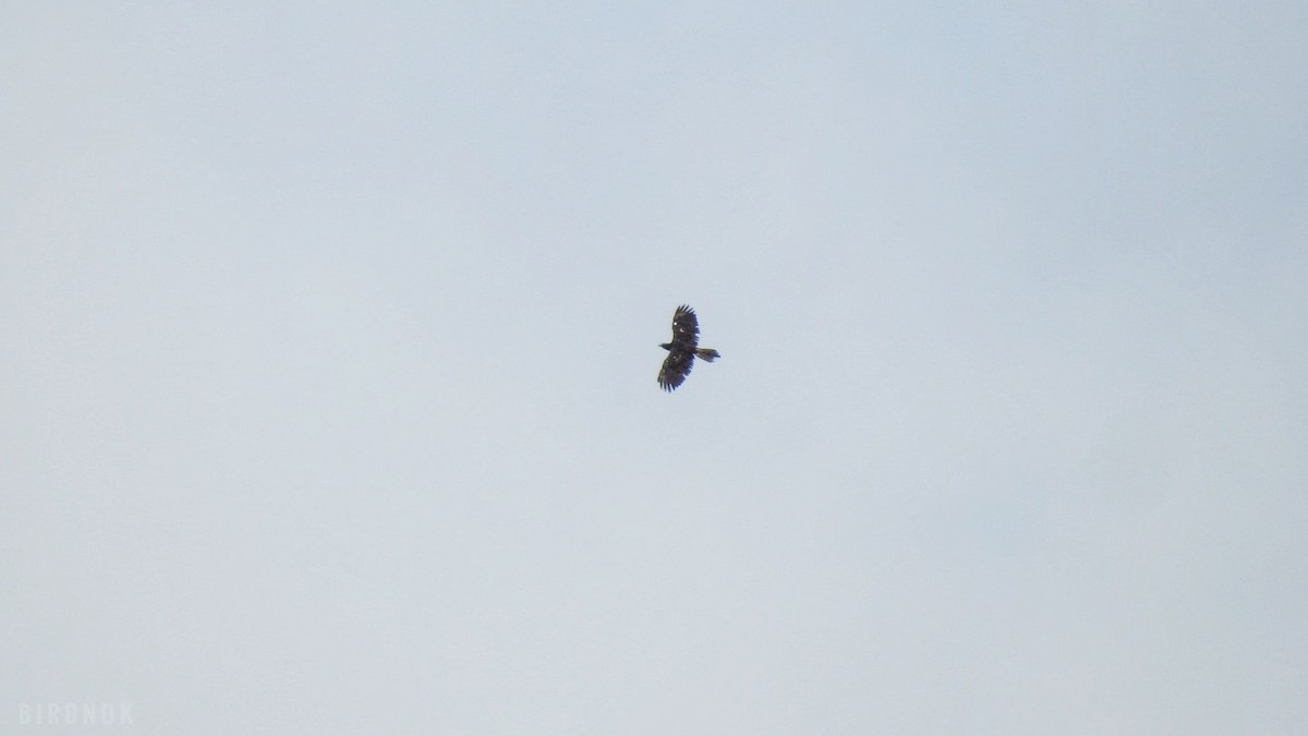 Oriental Honey-buzzard - ML642011228