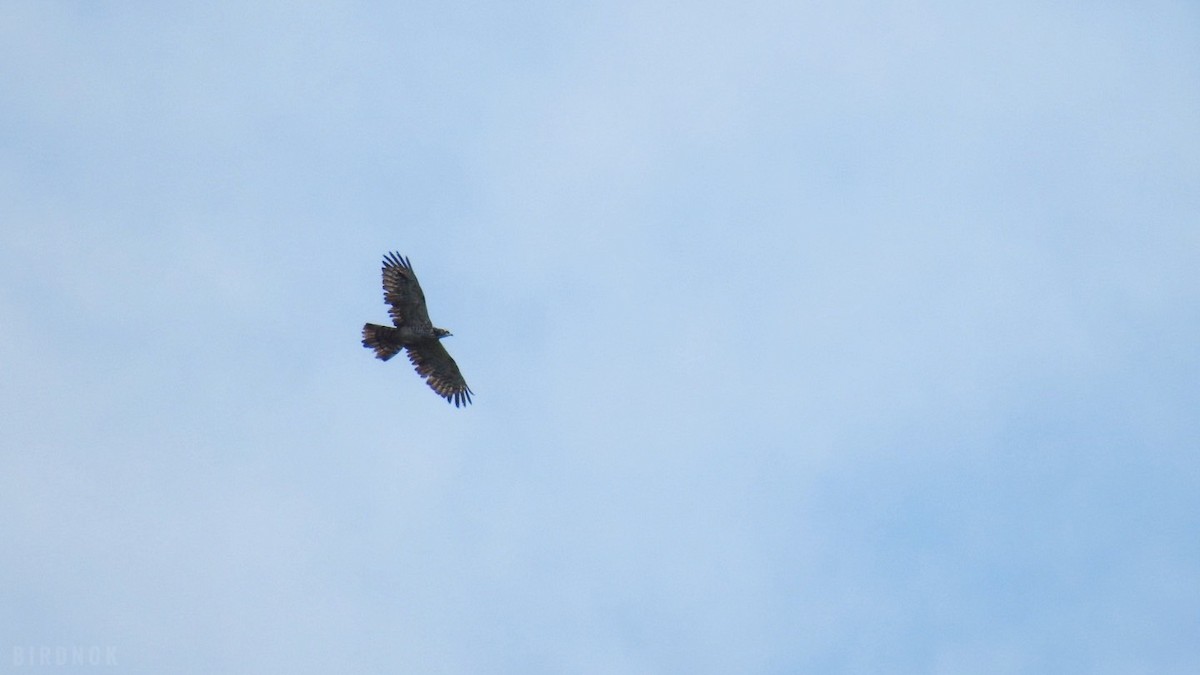 Oriental Honey-buzzard - ML642011229