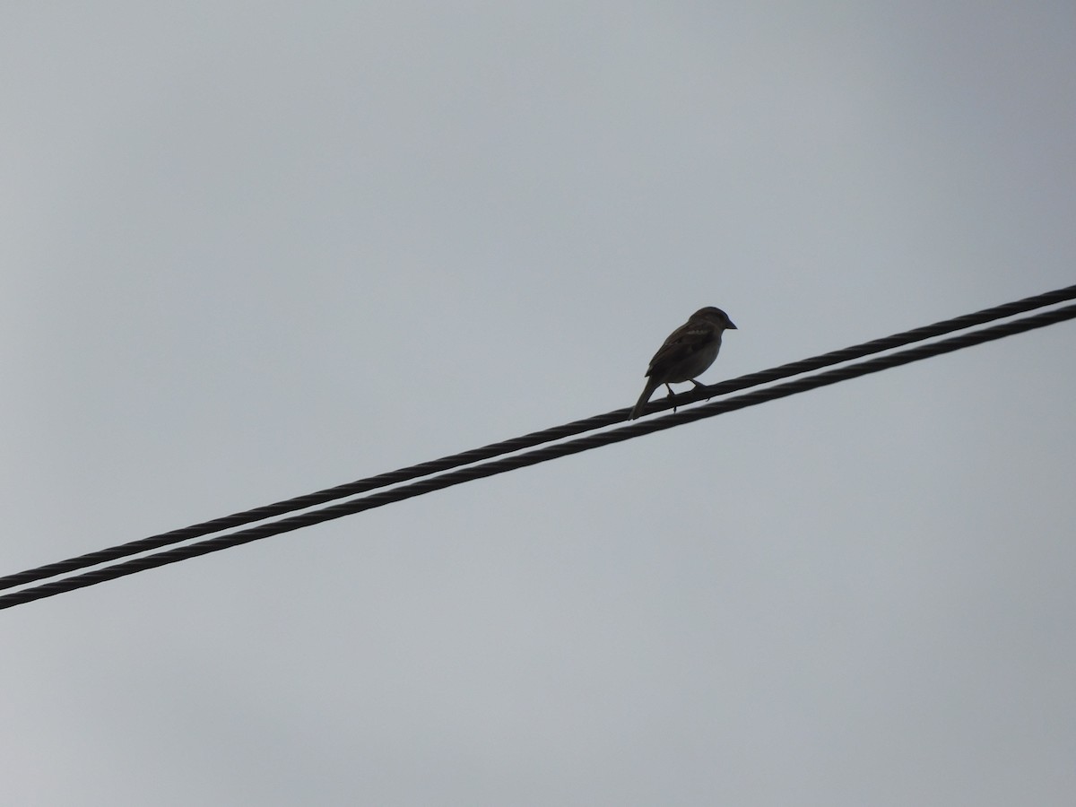 House Sparrow - ML642011238