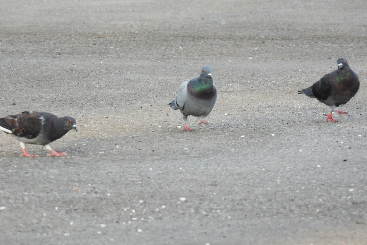 Rock Pigeon (Feral Pigeon) - ML642011241