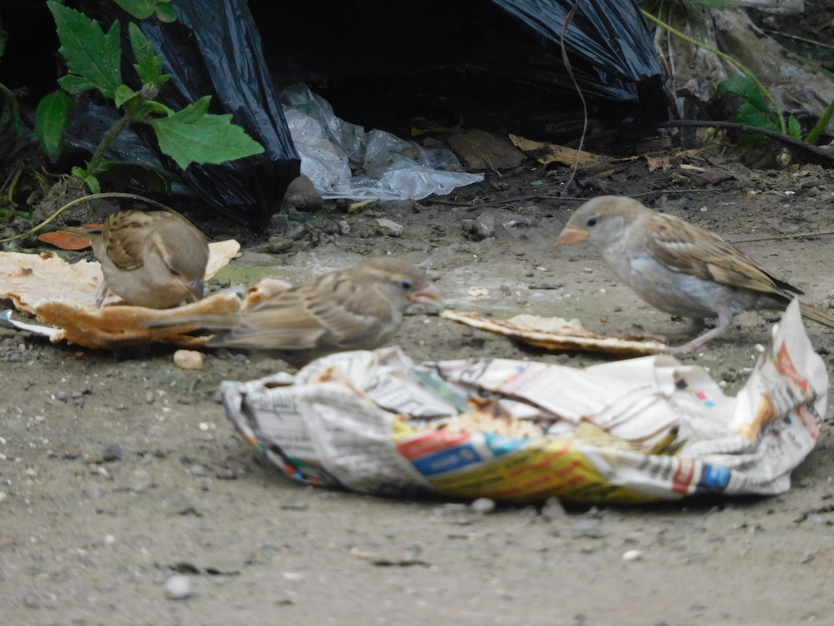 House Sparrow - ML642011243