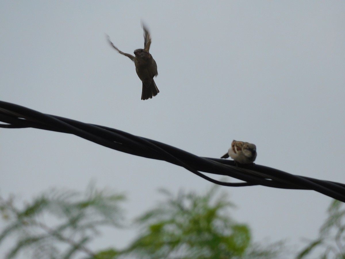 House Sparrow - ML642011244
