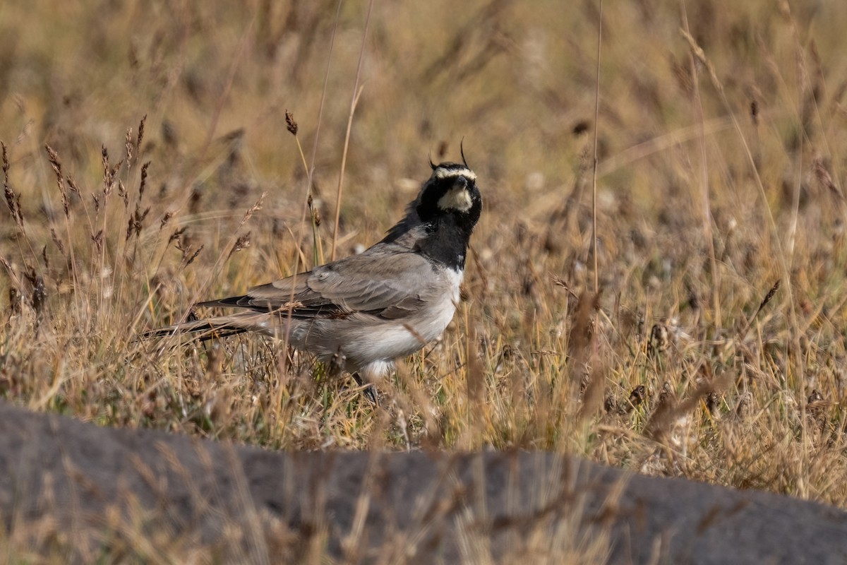 Horned Lark - ML642011245