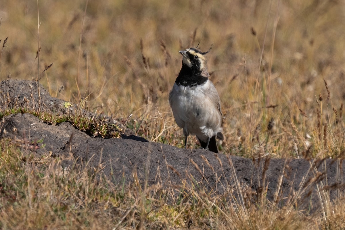 Horned Lark - ML642011247