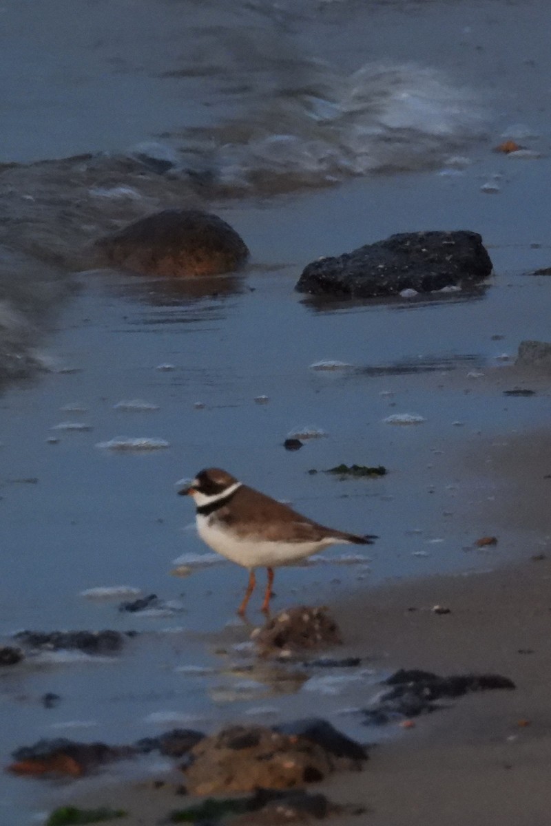 Semipalmated Plover - ML642011248