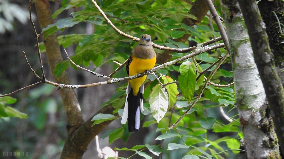 Orange-breasted Trogon - ML642011249