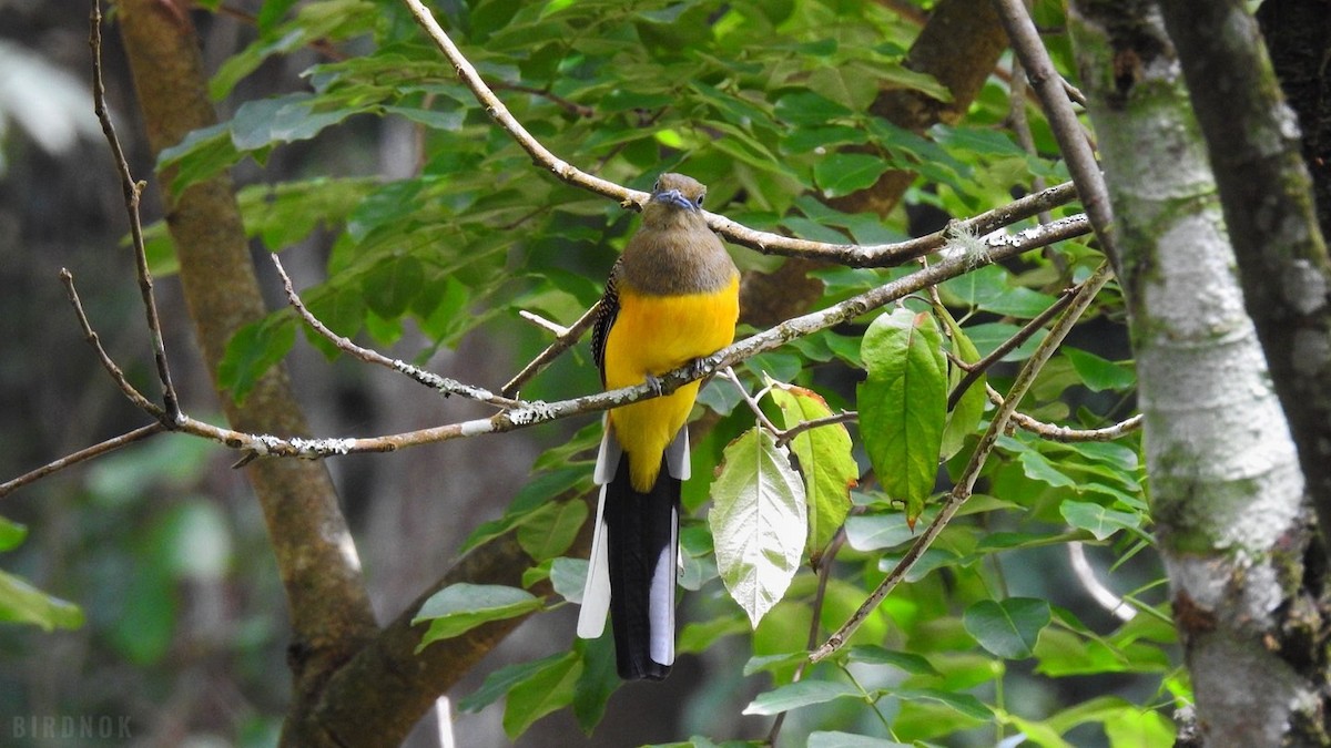 Orange-breasted Trogon - ML642011250