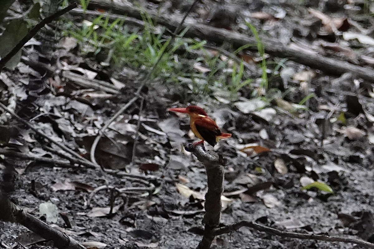 Rufous-backed Dwarf-Kingfisher - ML642011251