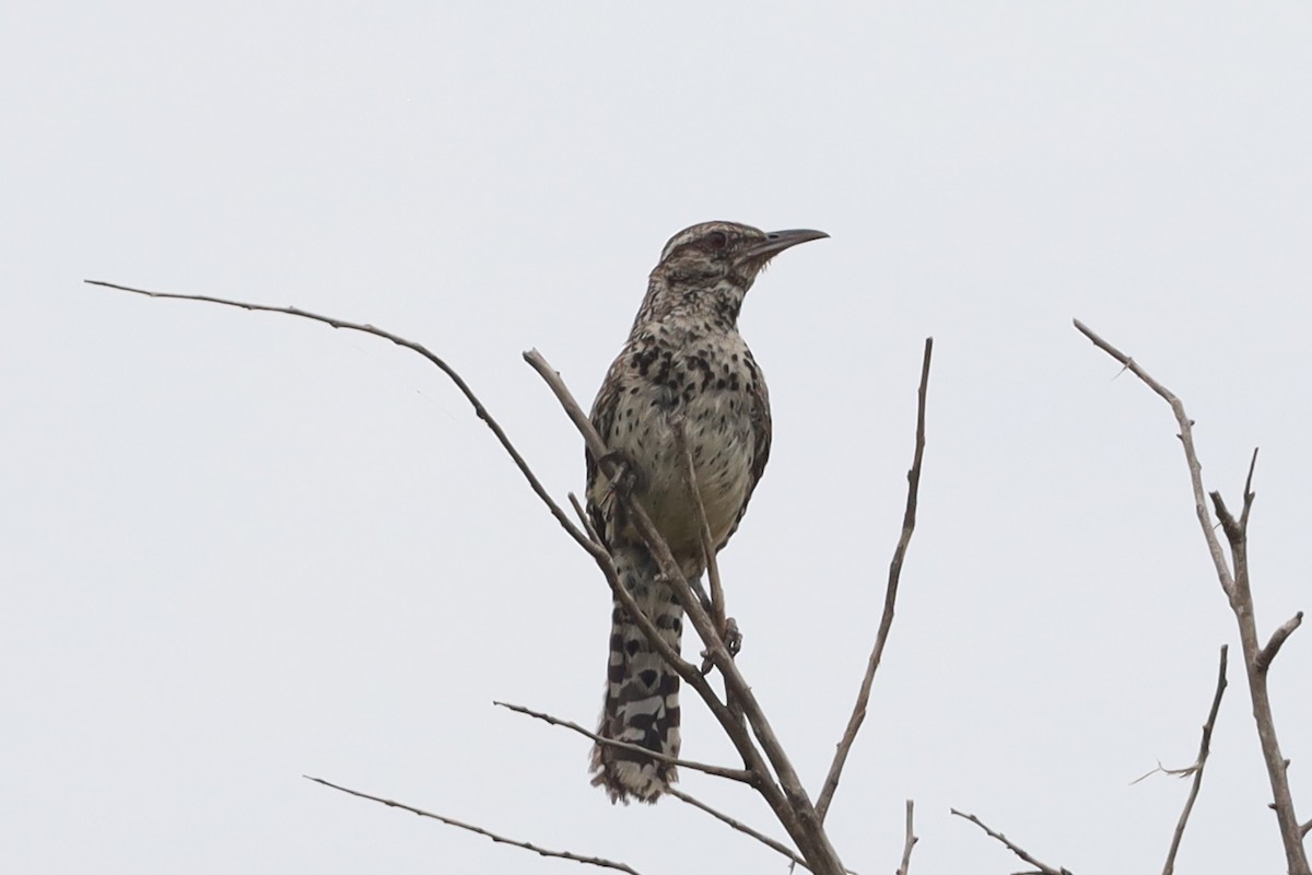 Cactus Wren - ML642011252