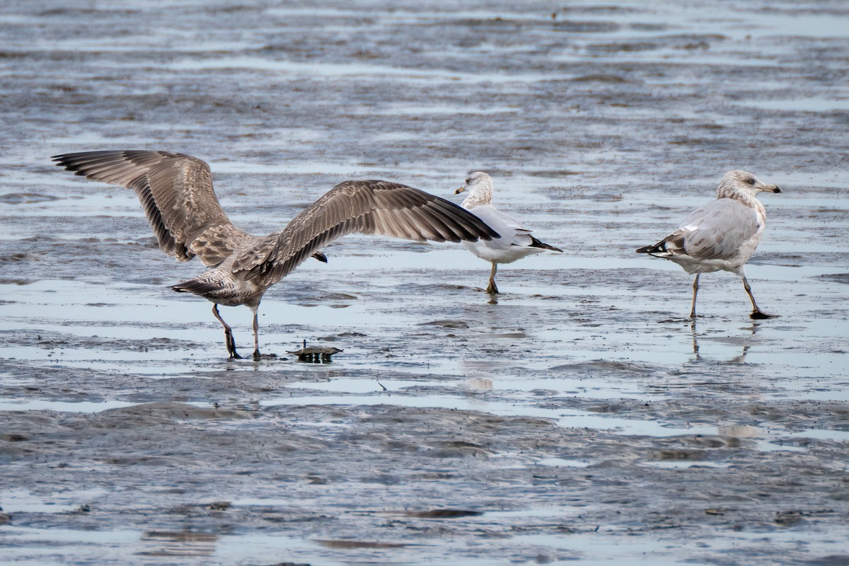 American Herring Gull - ML642011253