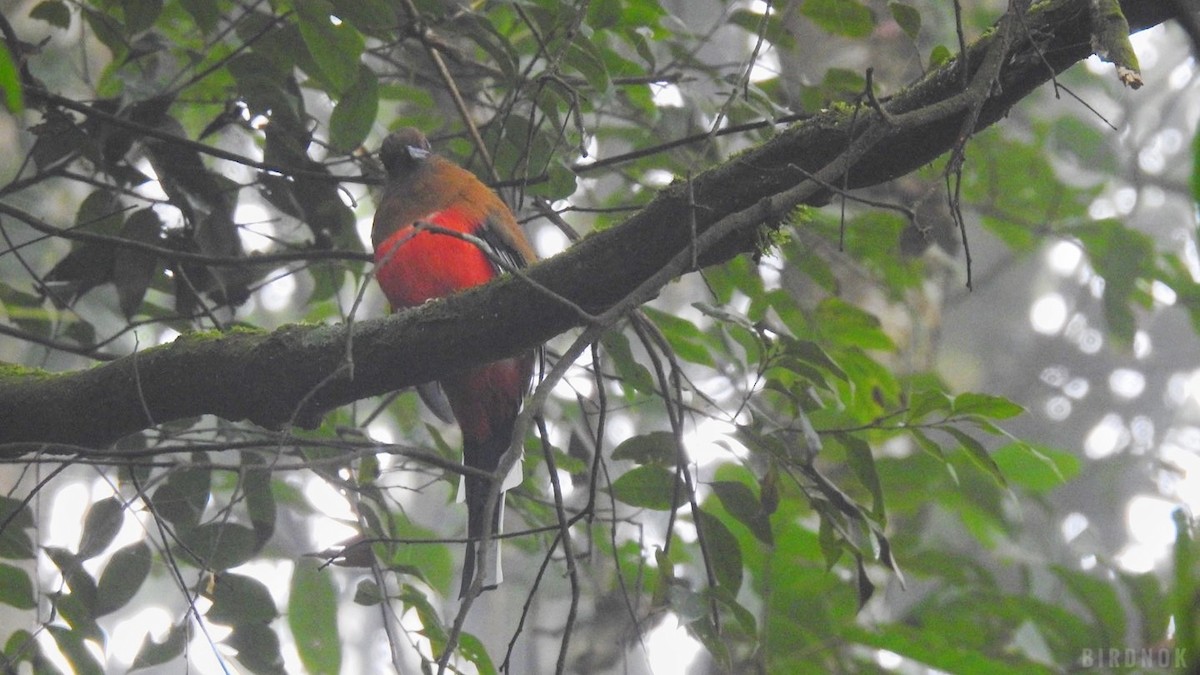 Rotkopftrogon - ML642011262