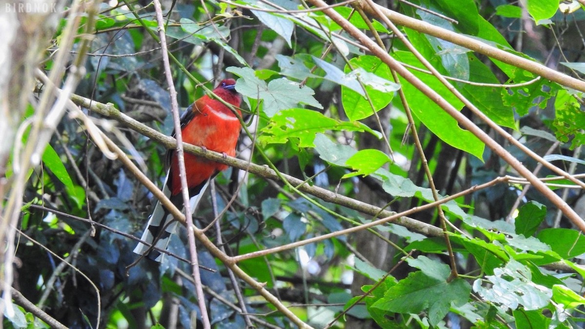 Rotkopftrogon - ML642011263