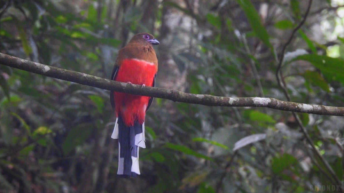 Rotkopftrogon - ML642011264