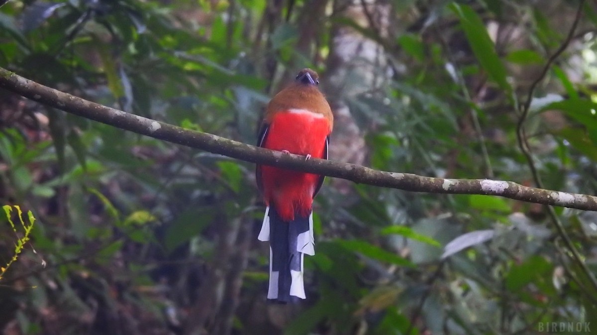 Rotkopftrogon - ML642011265