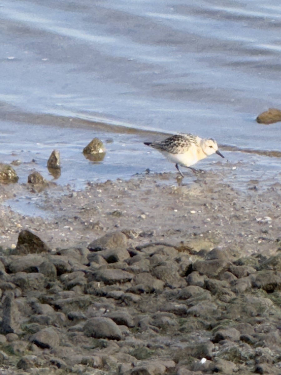 Sanderling - ML642011272