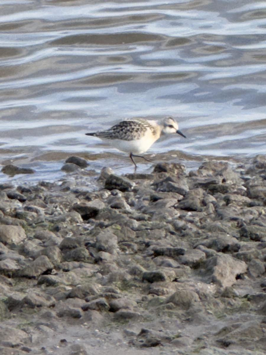 Sanderling - ML642011273