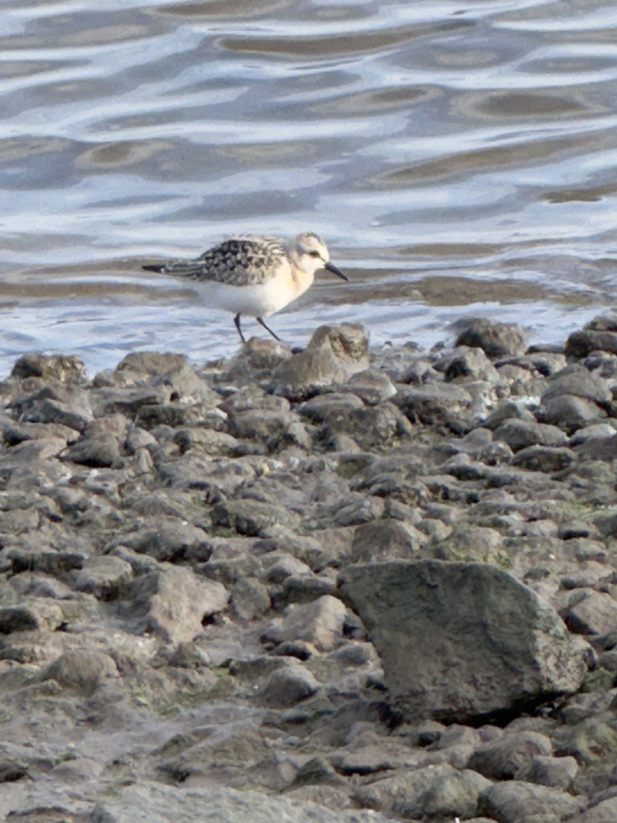 Sanderling - ML642011274