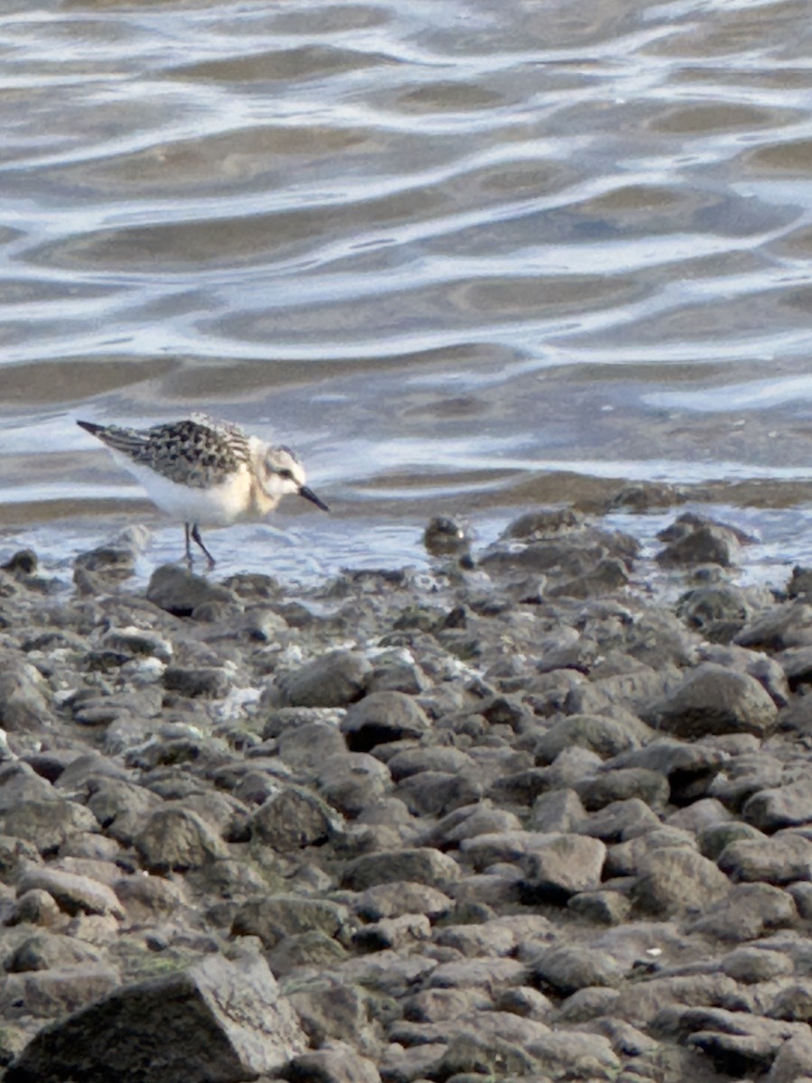 Sanderling - ML642011275