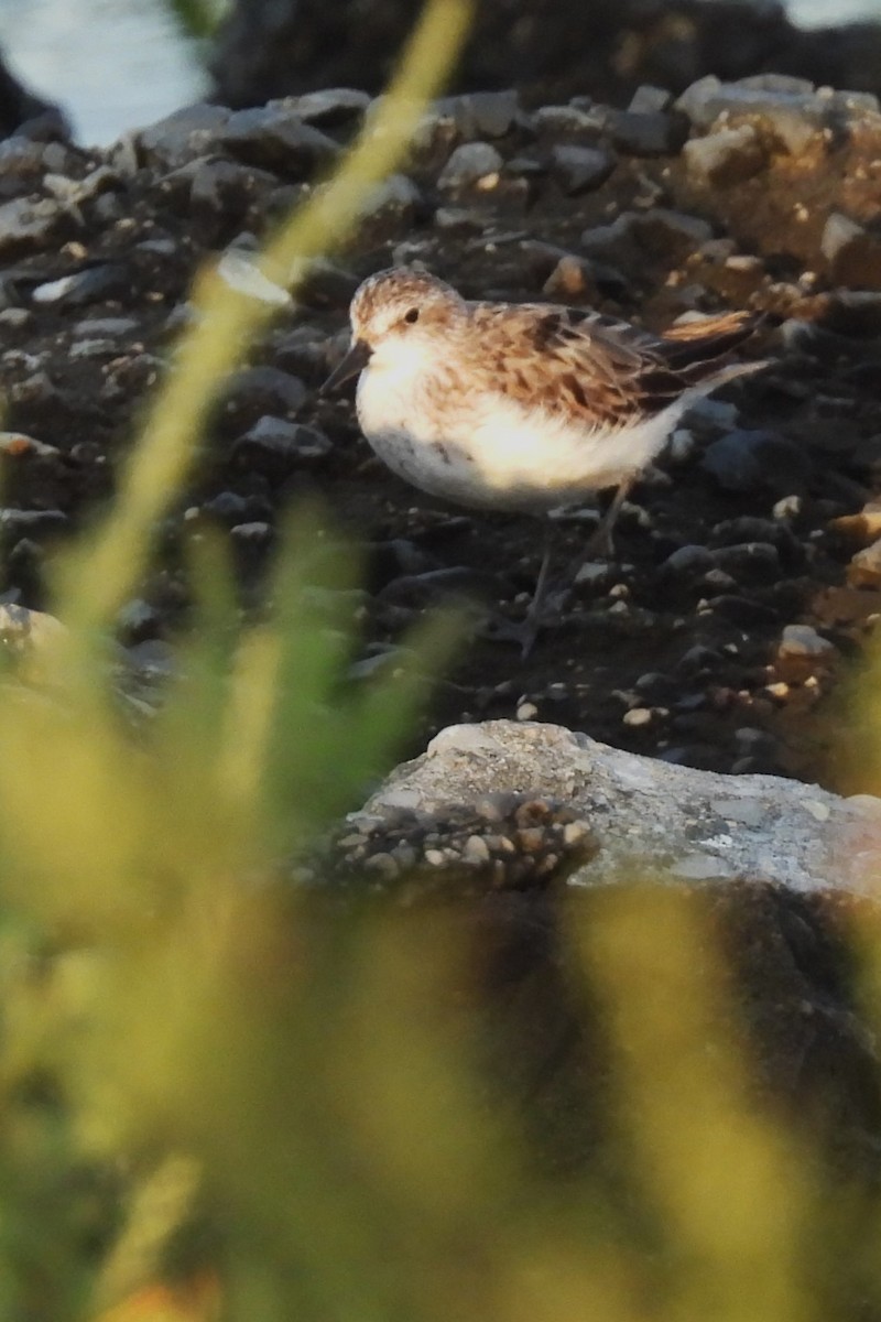 Semipalmated Sandpiper - ML642011276