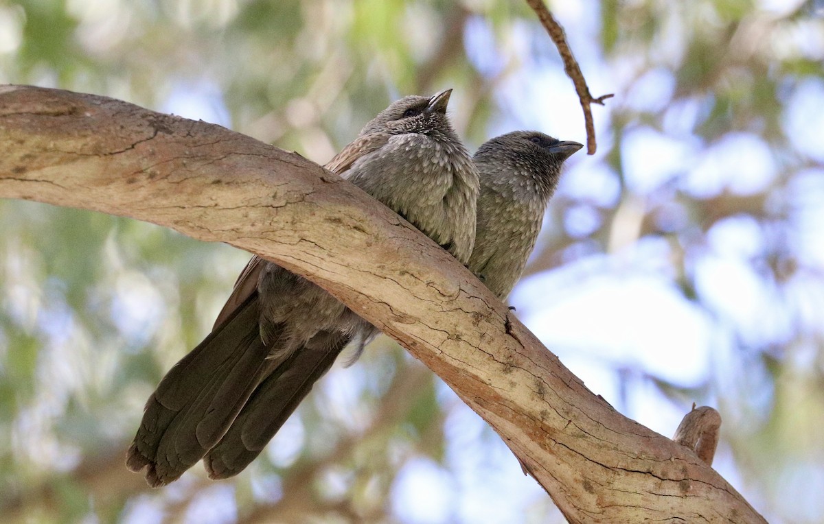 Apostlebird - ML642011309
