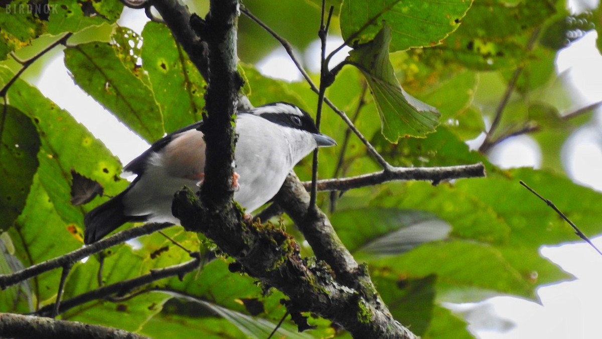 White-browed Shrike-Babbler (Blyth's) - ML642011323