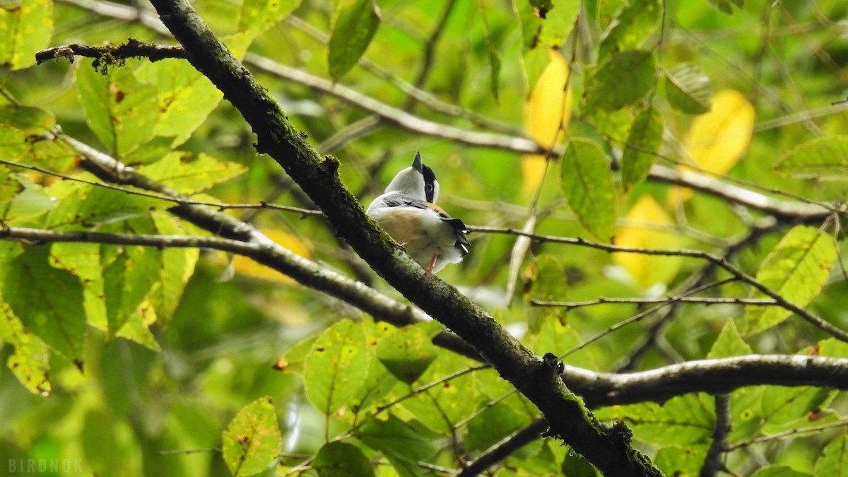 White-browed Shrike-Babbler (Blyth's) - ML642011324