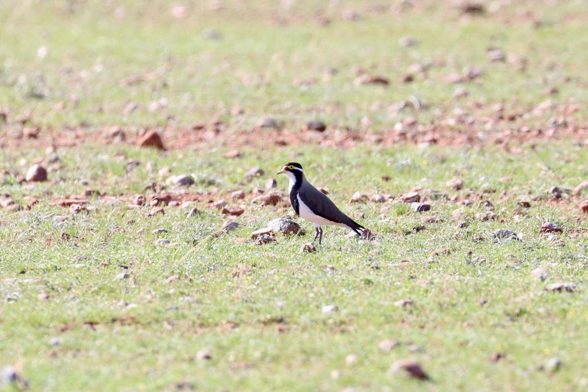 ムナオビトサカゲリ - ML642011346