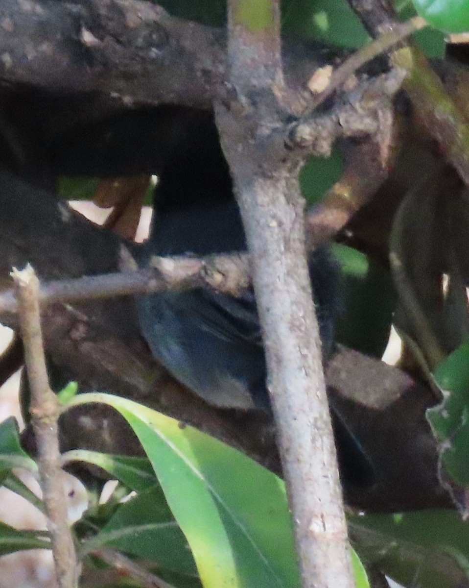 Sardinian Warbler - ML642011355